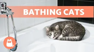 How OFTEN Should I BATHE a CAT? 🐱🚿 Find out!