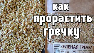 Проростки гречки в банке , самый простой способ как прорастить гречку , ростки зеленая гречка.