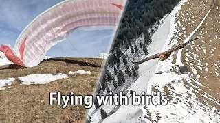 Special moments: Paragliding with Birds | NO MUSIC