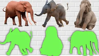CUTE ANIMALS Elephant,India, Africa, Sumatran ( Choose The Right Elephant Puzzle) #2