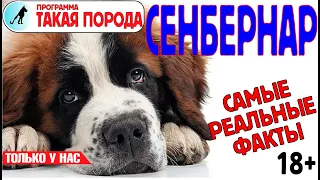 Такая порода. Сенбернар