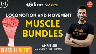 Muscle Bundles | Locomotion and Movement lecture 1| Class 11 Biology Chapter 20 | By Amrit Sir