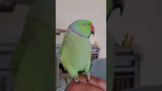 Indian Ringneck parrot talking Kiwi