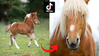 I'm a Big Kid Now Horse grow up ~ Transformation of animals 🐴🦄🐴