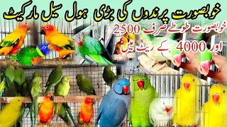 talking parrot Market| Ringneck Parrot rate Pakistan 2023| Yellow alexander, exotic,Rozela,Kackatoca