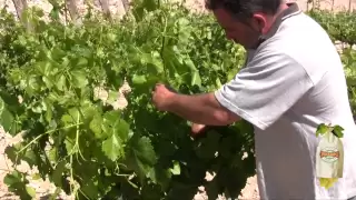 La poda en verde de la vid - (II) Ciclo de vida de la Uva Embolsada del Vinalopó D.O.