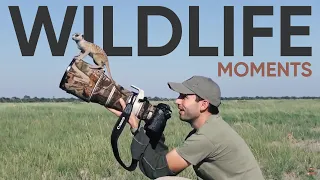 Moments in Wildlife Photography