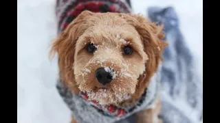 Worried about Outdoor Pets? Good.