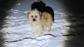 Stray mother dog gave birth to 8 puppies in heavy snow,It longing for care from kind-hearted people