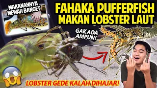 LOBSTER MAHAL SEKERAS INI SERASA LUNAK BAGI IKAN BUNTAL FAHAKA! | FAHAKA PUFFERFISH VS LOBSTERS!