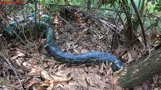 Two brothers panicked and ran away from the encirclement of the ferocious giant python