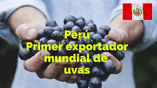 Perú se convierte en el primer exportador mundial de UVAS - 2022