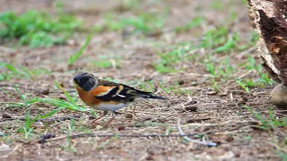 Brambling, 花雀