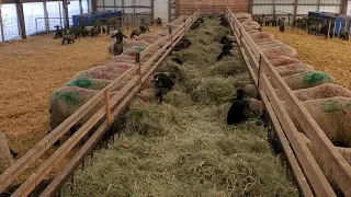 Sheep Farming: How Our Lamb Rearing Barns Are Set-up