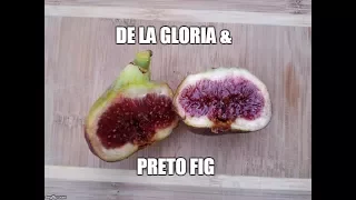 Figs: Tasting the Preto, De La Gloria & King Fig-  2017