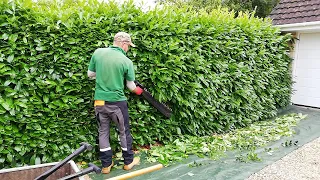 Homeowner Only Wanted a LIGHT TRIM on This LAUREL HEDGE