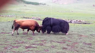 бой быков, Монголия