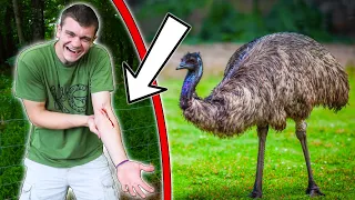 I Bought EMUS and They Almost KILLED Me!