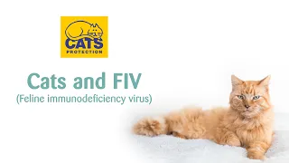 What is FIV (feline immunodeficiency virus)? | Cats Protection