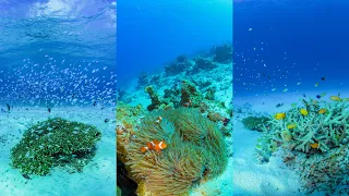 [4K Vertical Display] 縦動画:珊瑚礁の海中世界：沖縄県 慶良間諸島（ケラマ諸島）Kerama CoralReef Underwater World in Okinawa