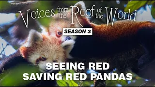 Seeing Red – Saving Red Pandas | Voices from the Roof of the World