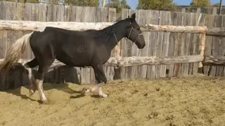 Лошадь спасенная с бойни