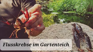 Neue Bewohner im Gartenteich!|| Nützling: europäischer Flusskrebs🦞