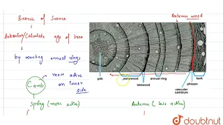What is dendrochronology ? How are annual rings formed in woody angiosperms ?  | 11 | ANATOMY O...