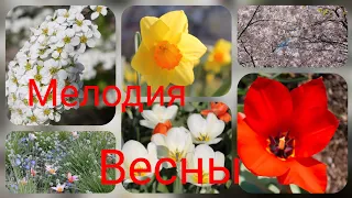 Мелодия Весны/Весна и красивая музыка для души