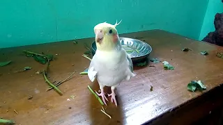 Happy Cockatiel singing and playing