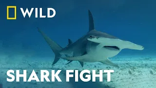 Fin-To-Fin Combat | Bull Shark Vs Hammerhead | National Geographic Wild