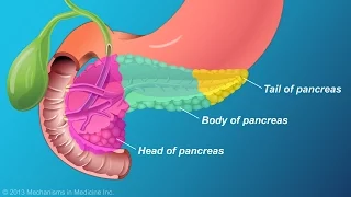 The Role and Anatomy of the Pancreas