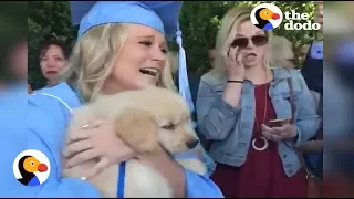 Puppy Surprise: Girl at Graduation Surprised with Puppy | The Dodo
