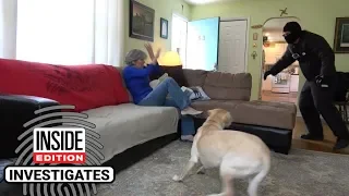 Dogs Tested to See Whether They’d Defend Owner During Home Invasion