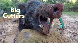 Boar with Big Cutters / Hog Trapping / The Pocket Drag / Game Changer Traps / Pigs