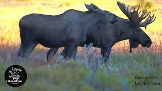 Huge Bull Moose and His Love Crazed Cow(s) | MooseMan Video Photography Calendar
