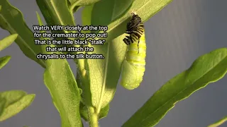 Monarch caterpillar pupates (changing into a chrysalis) in real time!