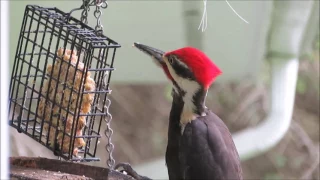 Pileated Woodpecker Call
