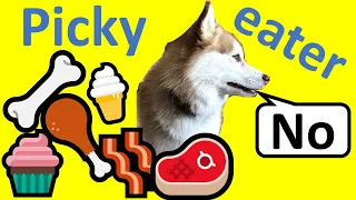 5 simple tips to make our picky Pomsky eat her dry food   (Picky eater dog training)