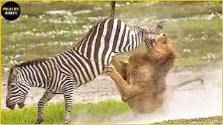 Zebra Kicks Lion With Broken Jaw & 45 Dea.dly Kicks As Animals Fight Predators