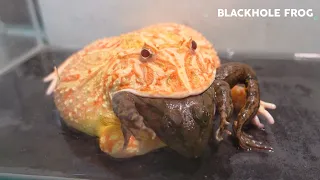 Sorry Frog... You are so delicious【食用カエル】| Pacman frog, African bullfrog【LIVE FEEDING】【ツノガエル】