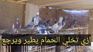 اقسم بالله كنز حيكون عندك مزرعه حمام/زياده انتاج الحمام