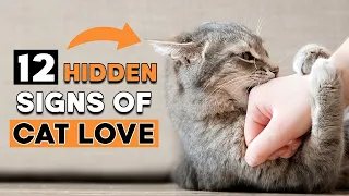 12 Signs Your Cat Loves You But You Are Unaware
