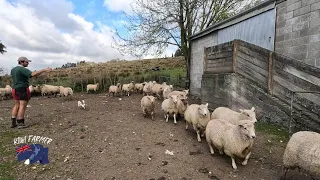 Selling Prime lambs. The Pain continues...
