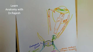 OCULOMOTOR NERVE - 3rd CRANIAL NERVE