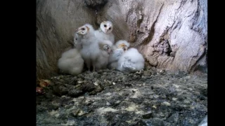 Barn Owl Chicks | Discover Wildlife | Robert E Fuller