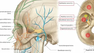 Maxillary nerve