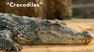 Crocodiles a Short Documentary | Crocodile fun facts | Wildlife