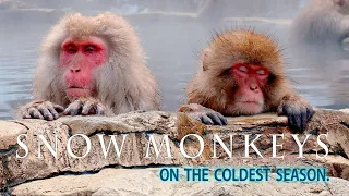 【4K Snowfall】Snow Monkey Babies have a full energy even on the coldest season. #地獄谷野猿公苑​ #4K