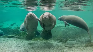 Moments with manatees